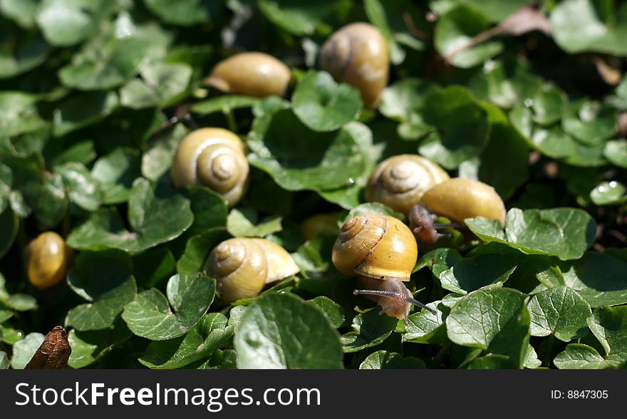 Funny group of small snails with yellow snail shells. Funny group of small snails with yellow snail shells