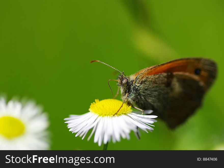 Butterfly on a green leaf