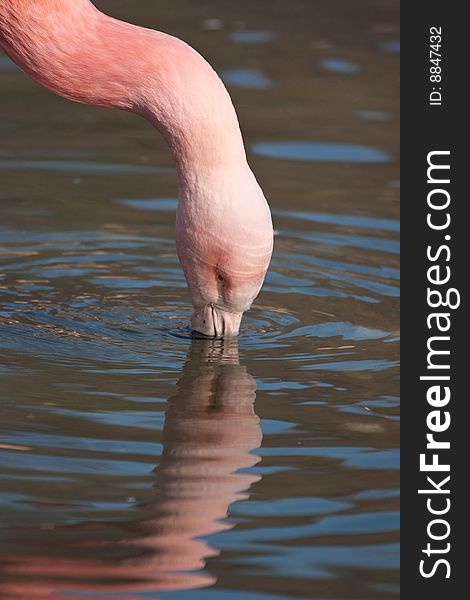 The Cuban Flamingo In Zoo