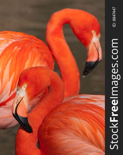 The Cuban Flamingo In Zoo