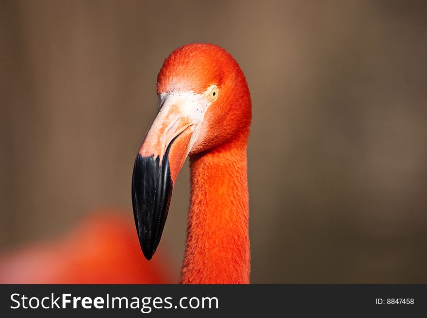 The Cuban Flamingo In Zoo