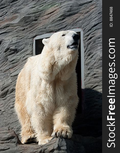 The Old Polar Bear In Zoo