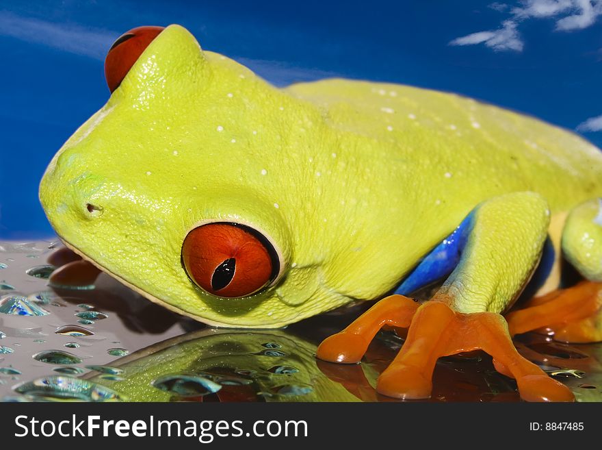 Red eyed tree frog on wet glas with blue sky background