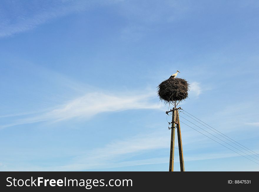 Lonely stork in the nest