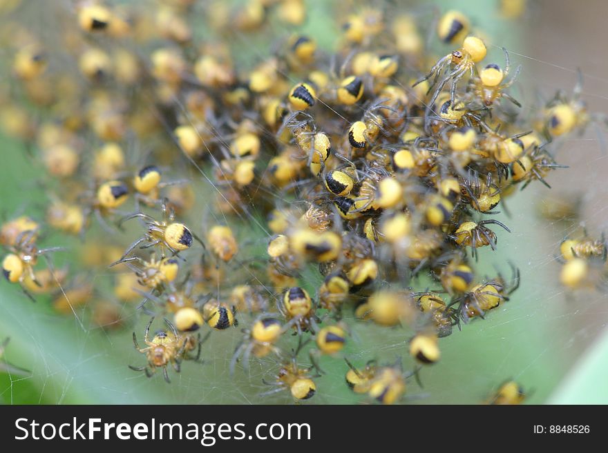 A lot of Small yellow Spiders on a web. A lot of Small yellow Spiders on a web