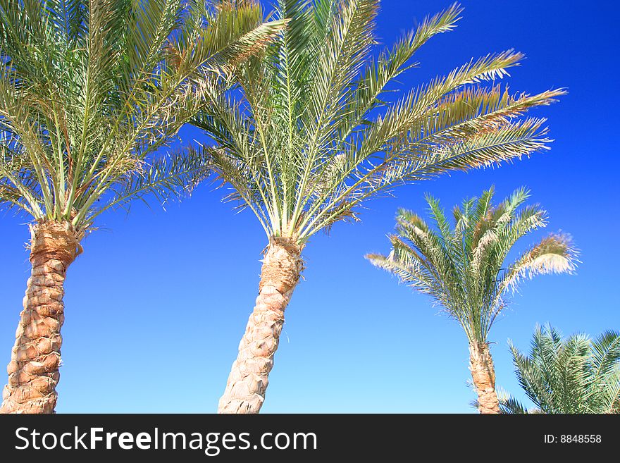Palms foliage and blue sky