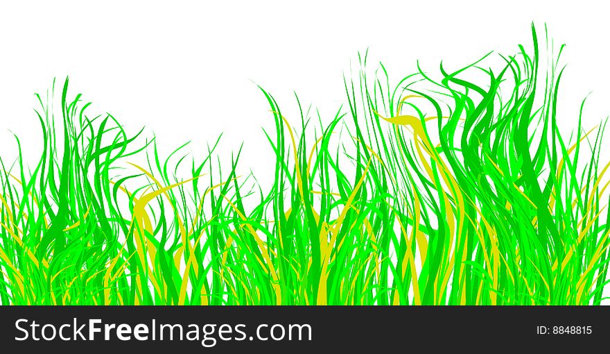 Green grass on white background, vector illustration