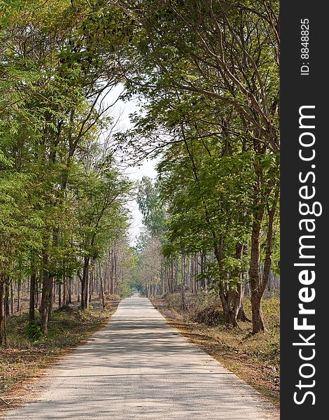 Road in tropical forest, Lampang province, Thailand