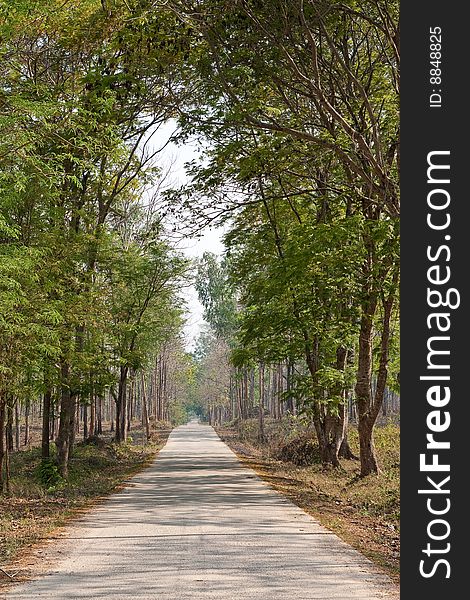 Road In Tropical Forest