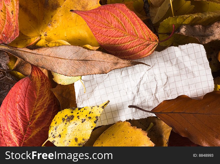 Blank paper in autumn leaves. Blank paper in autumn leaves