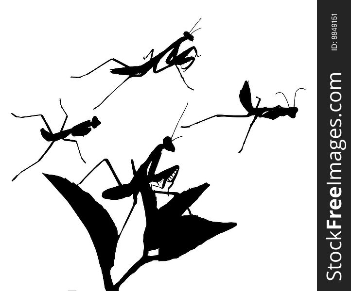 A couple of Praying Mantises in different positions. Change the colour itï¿½s a vector.