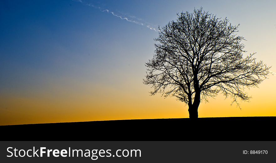 Landscape with lonely tree in the sunset