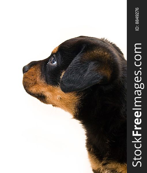 Beautiful male rottweiler puppy, just six weeks old.