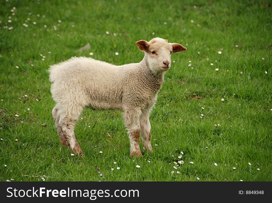 Lamb On The Grass