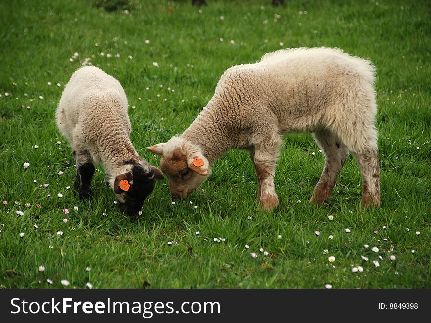 Two Little lambs on the green grass in the spring. Two Little lambs on the green grass in the spring