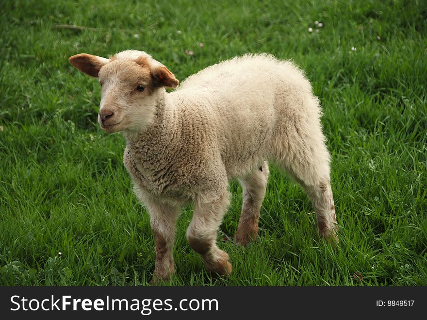 Little lamb on the green grass in the spring. Little lamb on the green grass in the spring