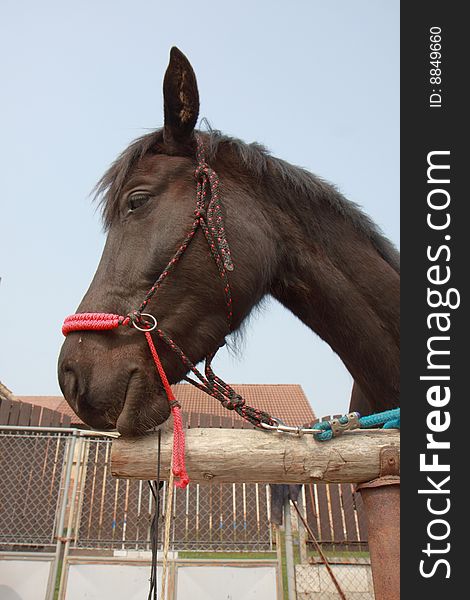 View of the horse head at farm