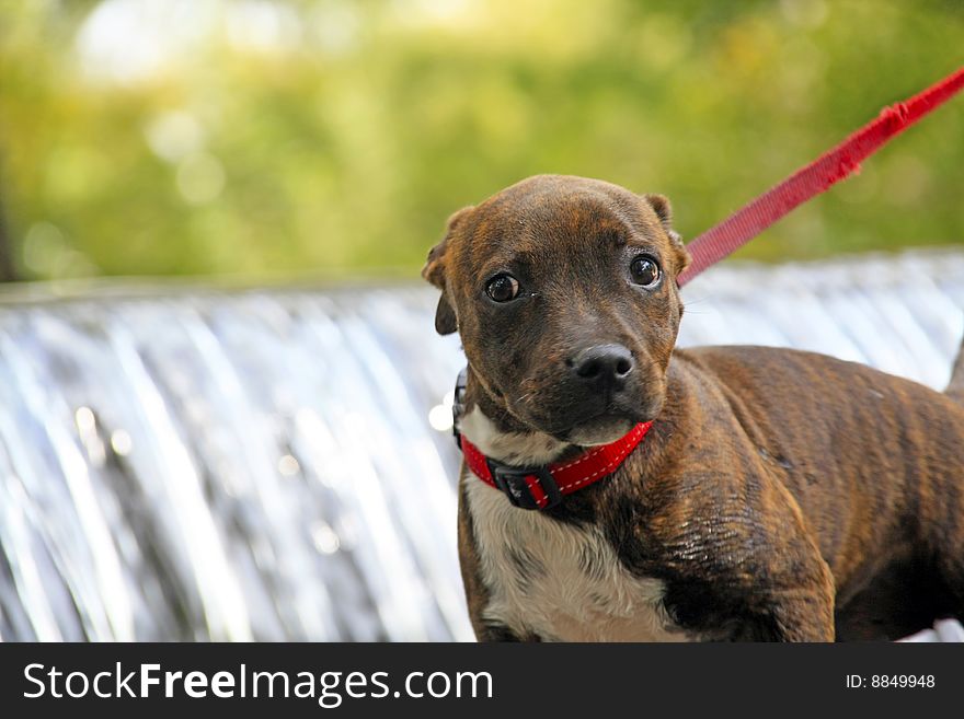 Young brindle Staffordshire Terrier Puppy on a red lead