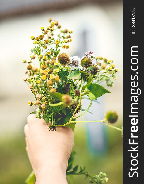 Hand of person holding fresh bunch of blooming flowers outdoors. Hand of person holding fresh bunch of blooming flowers outdoors.