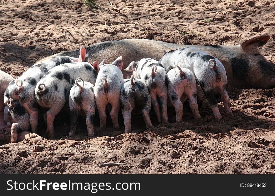 Black and White Pig Feeding Her Piglets
