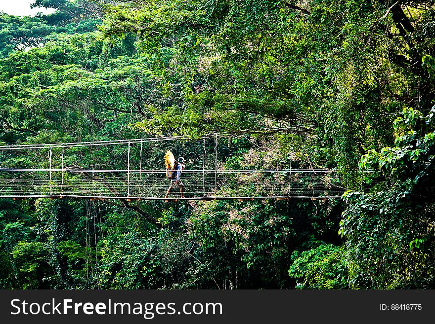 Person walking over aerial rope bridge in dense jungle. Person walking over aerial rope bridge in dense jungle.
