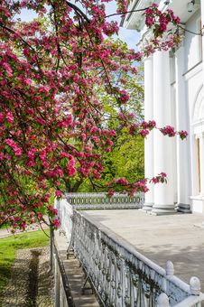 Spring Flowering Ornamental Apple Trees. Wild Apple Nieddzwetzkyana. Royalty Free Stock Photos Spring Flowering Ornamental Apple Trees. Wild Apple Nieddzwetzkyana. Royalty Free Stock Photos