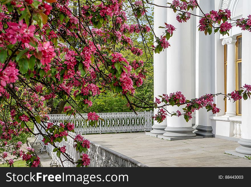 Spring Flowering Ornamental Apple Trees. Wild Apple Nieddzwetzkyana.