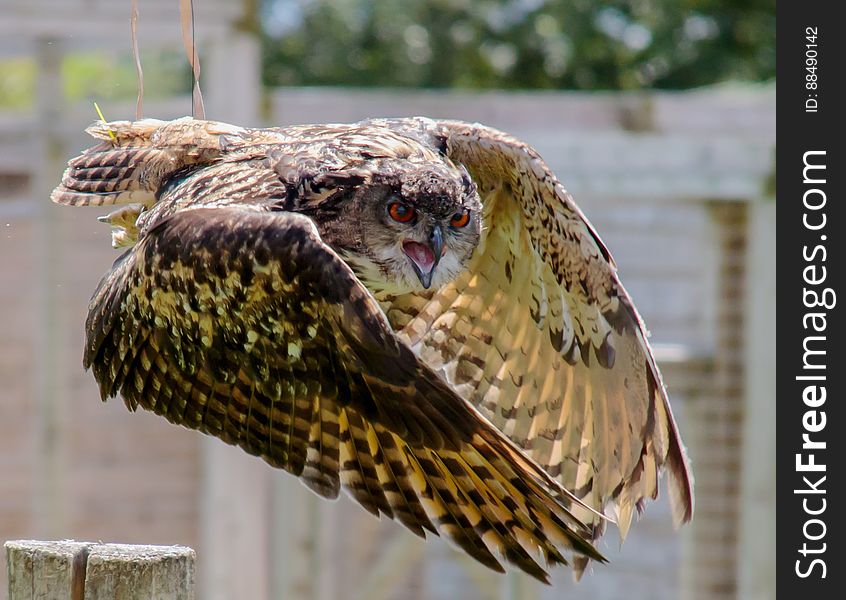 Brown and Beige Serpent Owl in Timelapse Photography