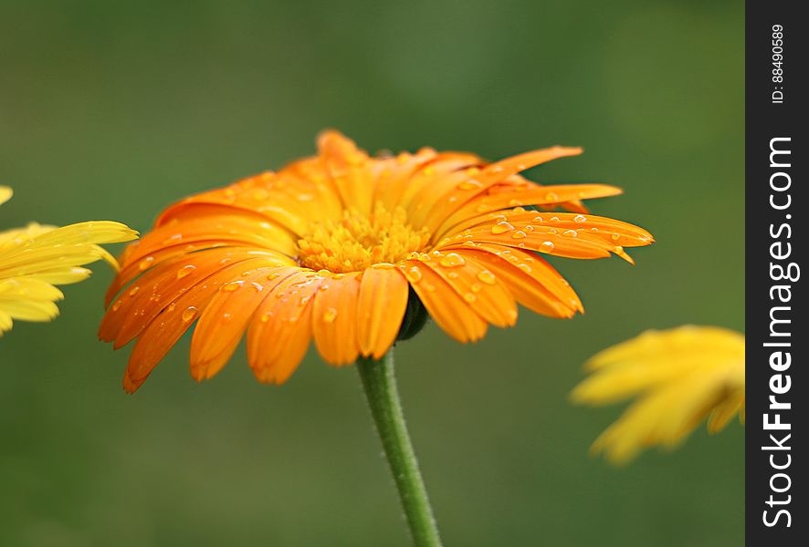 Orange Sunflower