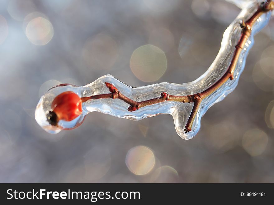 Frozen Rose Hip