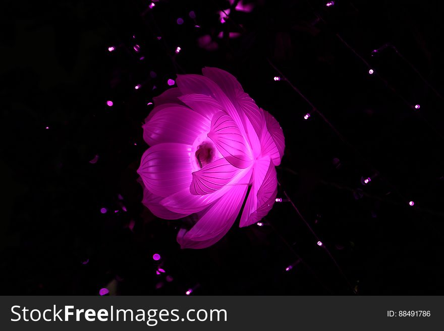 A red flower in the dark with lights.