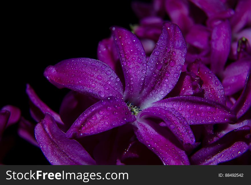 A close up of a lilac flower with dew drops at night. A close up of a lilac flower with dew drops at night.