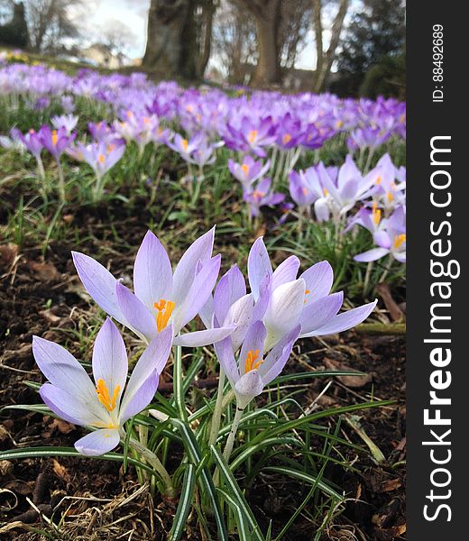 A close up of blooming crocus flowers.
