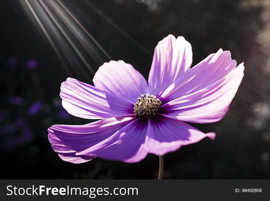 Purple Flower during Daytime