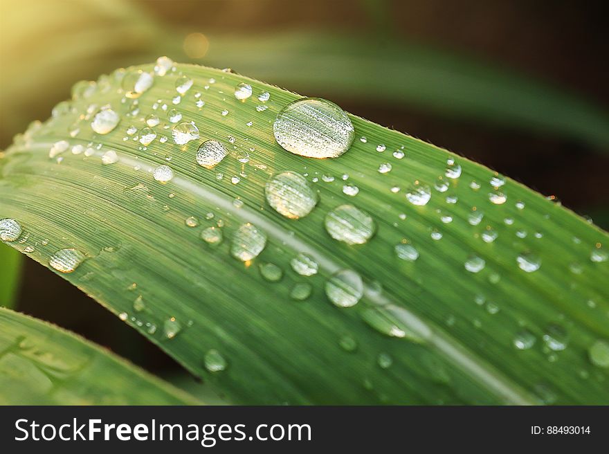 A close up of raindrops on a green leaf. A close up of raindrops on a green leaf.
