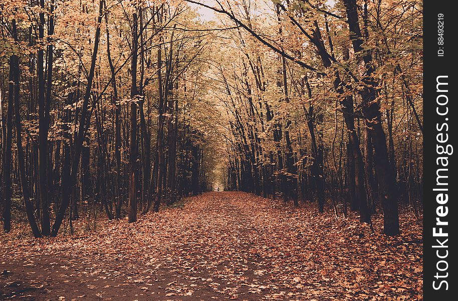 Long straight avenue between trees in Autumn with path covered in orange and yellow leaves.