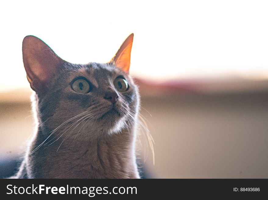 A gray housecat looking up.