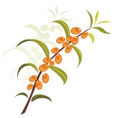 Sea-buckthorn Berries Royalty Free Stock Photography Sea-buckthorn Berries Royalty Free Stock Photography