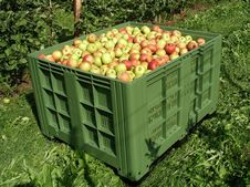 Apples In A Box 2 Royalty Free Stock Image Apples In A Box 2 Royalty Free Stock Image