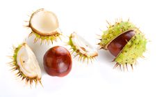 Two Autumn Shaken Chestnuts Royalty Free Stock Photos Two Autumn Shaken Chestnuts Royalty Free Stock Photos