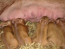 Pigs Feeding. Royalty Free Stock Image Pigs Feeding. Royalty Free Stock Image