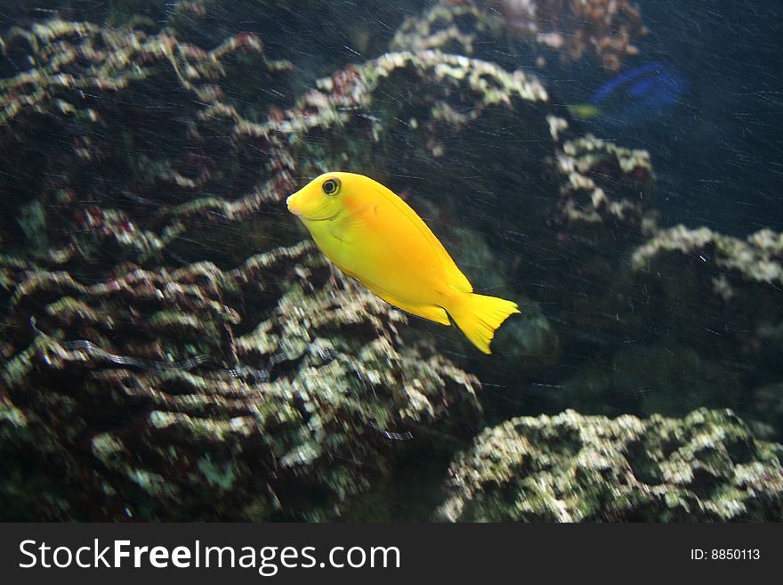 A yellow fish swiming by coral. A yellow fish swiming by coral