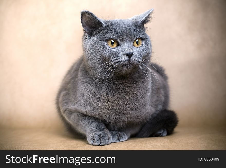 Portrait of a British Shorthaired Cat on a brown background. Studio shot.