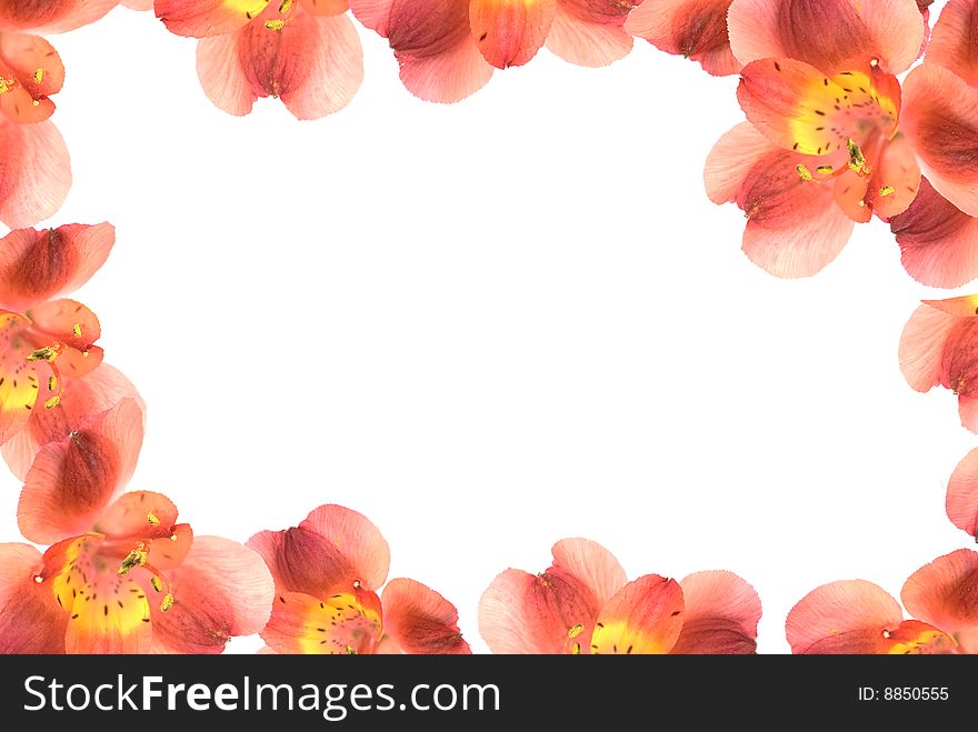 A beautiful border from red Flowers. A beautiful border from red Flowers