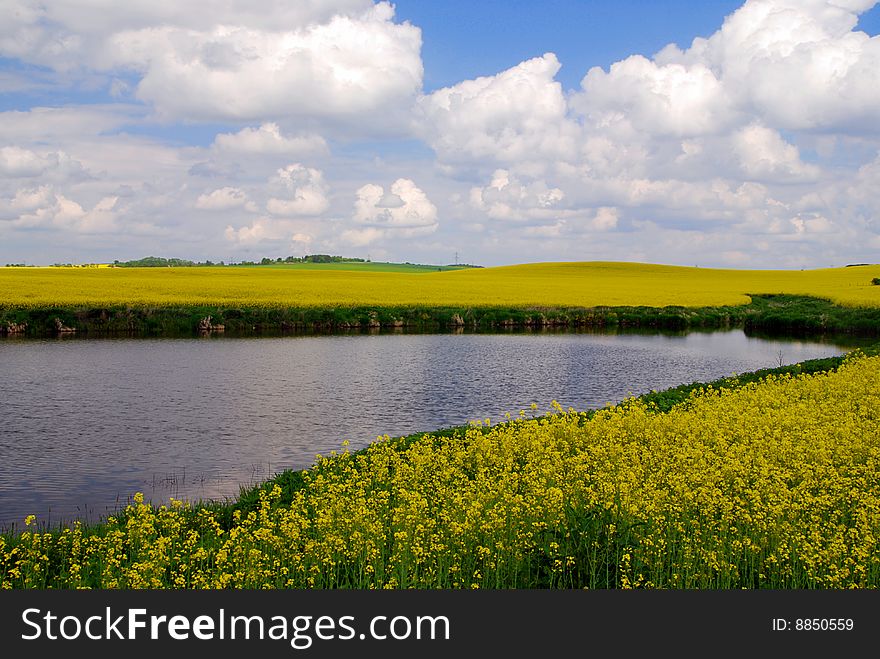 Calm lake in the middle of blooming rape fields. Calm lake in the middle of blooming rape fields