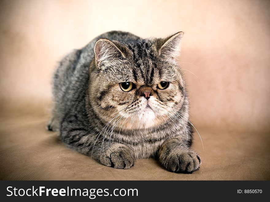 Portrait of a persian cat on a brown background. Studio shot.