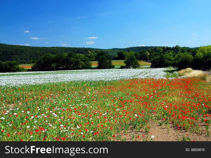 Spring meadow of red and white blooming poppy