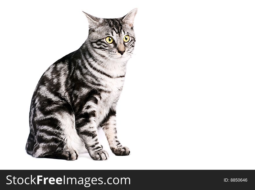 Portrait of a silver tabby blotched Kunashir cat with naturally bobbed tail. Portrait of a silver tabby blotched Kunashir cat with naturally bobbed tail.