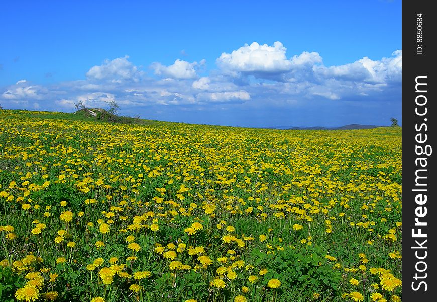 Beautiful spring meadow with blooming yellow dandelions