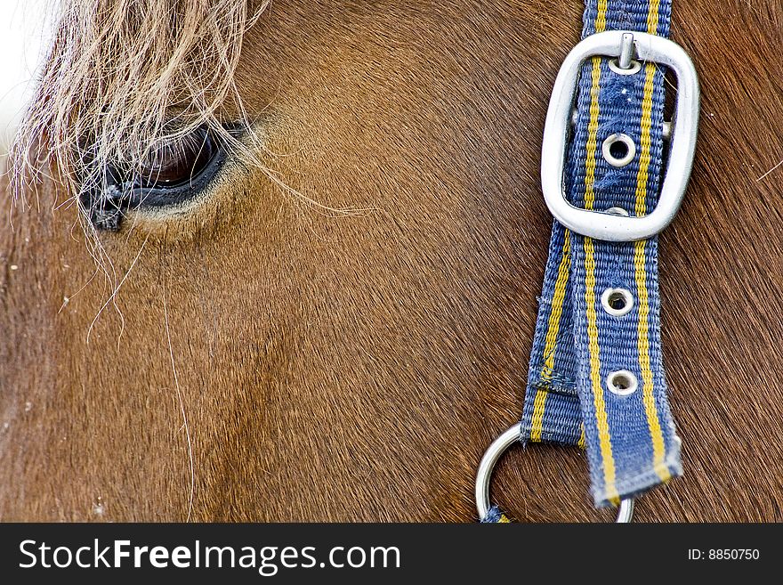 Close-up of horse head with hair and belt on it. Close-up of horse head with hair and belt on it